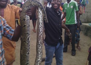 Photos: See The Big Snake That Was Killed In Lagos This Morning