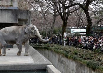 Loneliest elephant in the world’ dies in Tokyo