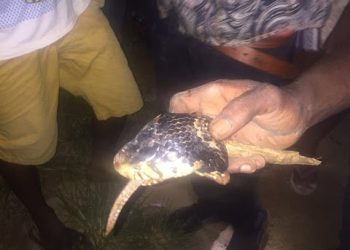 Photos Of A King Cobra Killed By UNIOSUN Students