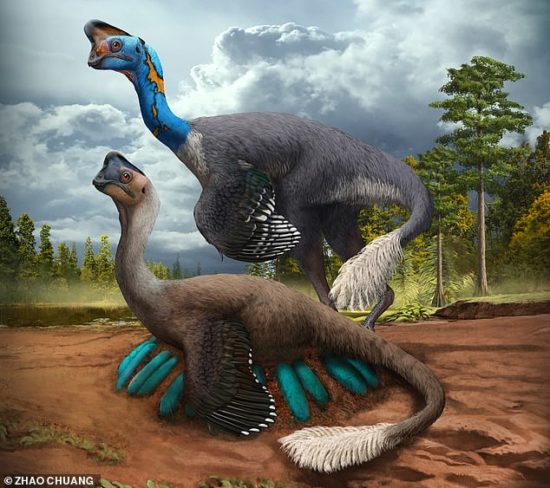 70-Million-Year-Old Dinosaur Sitting On A Nest Of Eggs Found In China (Photos)