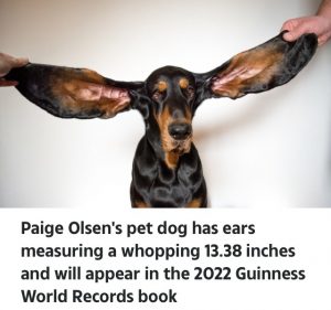 Dog With Longest Ears And Other Crazy New Guinness World Records For 2022 (Pics)